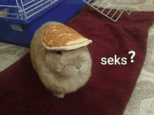 a rabbit is wearing a pancake hat and asking the question seks