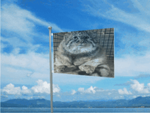 a flag with a picture of a cat on it is flying in the wind