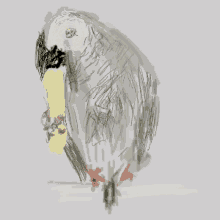 a drawing of a parrot with a yellow beak on a gray background