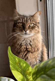 a cat sitting on a window sill with a green leaf in front of it