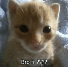 a kitten is laying on a blanket and looking at the camera with the words `` bro fr?? '' written on it .