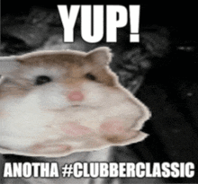 a picture of a hamster with the words yup another #clubberclassic