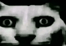 a black and white photo of a cat 's eyes .