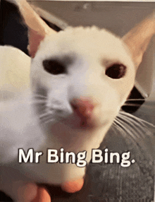 a white cat with the words mr bing bing on it