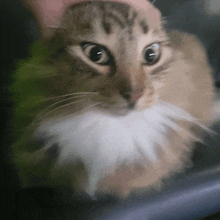 a close up of a cat 's face with a white beard