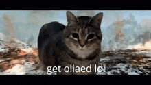 a cat is sitting on a rock with the words get oiiaed lol on the bottom