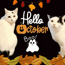 two cats are standing in front of a black background that says hello october boo