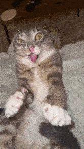 a cat is laying on its back with its tongue out