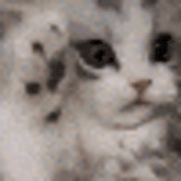 a close up of a white cat with black spots on its face looking at the camera .
