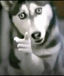 a husky dog is giving a thumbs up sign with its paw .
