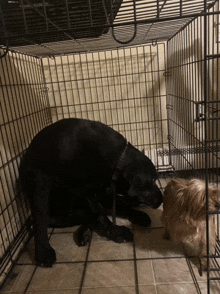 a black dog is laying in a cage next to a small brown dog