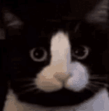 a black and white cat with a mustache is giving a middle finger .