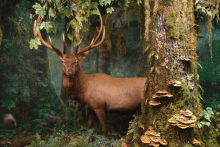 a deer standing next to a tree with mushrooms on it