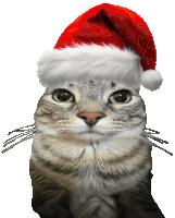 a cat wearing a santa hat with a white pom pom