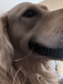 a close up of a dog 's face with a black collar around its neck