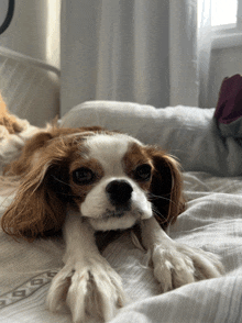 a brown and white dog laying on a bed