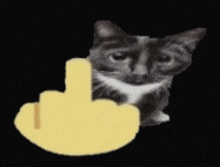 a black and white cat with a yellow middle finger behind it