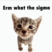 a kitten is standing in front of a white background with the words " erm what the sigma " on it .