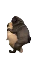two pug dogs are hugging each other against a white background