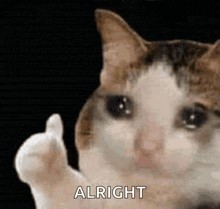 a cat is giving a thumbs up and the word alright is visible in the background .