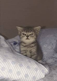 a kitten is sitting on a bed with a striped pillow