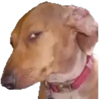 a brown dog with a pink collar looks at the camera