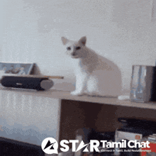 a white cat sitting on a shelf with a star tamil chat logo in the corner