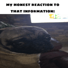 a pug dog with the words my honest reaction to that information