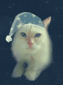 a white cat wearing a blue hat with white stars