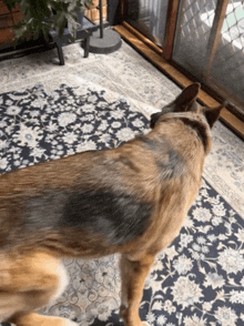 a german shepherd dog standing on a rug in front of a window