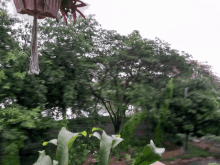 a tree with lots of leaves is in the foreground of a blurry photo