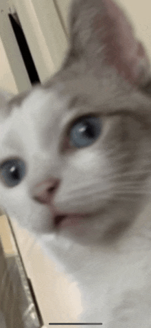 a close up of a white cat 's face with blue eyes