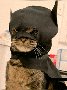 a cat is wearing a batman costume with a cape