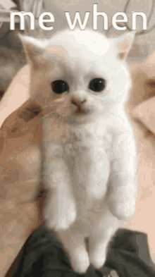 a person is holding a white kitten on their lap with a caption that says `` me when '' .