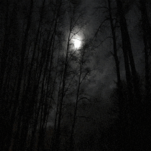 a full moon is shining through the trees in the dark