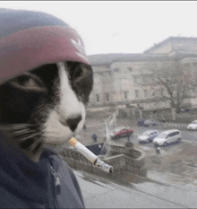 a black and white cat wearing a red adidas hat smoking a cigarette