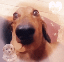 a close up of a dog 's nose next to a puppy 's face