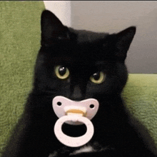 a black cat is holding a pacifier in its mouth while sitting on a green couch .