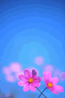 two pink flowers against a blue sky with a yellow center