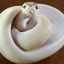 a white snake is curled up and looking at the camera on a wooden table .