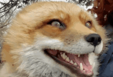 a close up of a fox with its mouth open