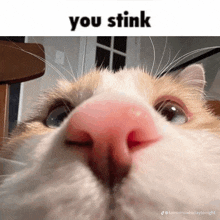 a close up of a cat 's nose with the words " you stink " above it