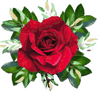 a red rose with green leaves around it