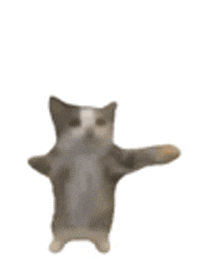 a cat is standing on its hind legs and pointing at the camera .