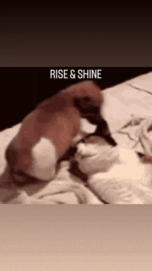 a dog is laying on top of a bed with the words `` rise & shine '' written above it .