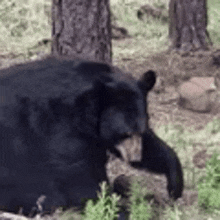 a black bear is walking through a forest .