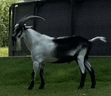 a black and white goat with long horns standing in the grass