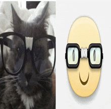 a cat wearing glasses next to an emoji with glasses on