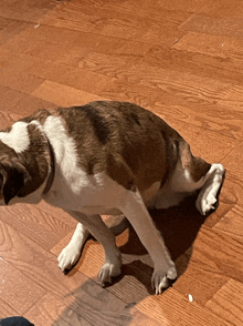 a brown and white dog is laying down on a wooden floor