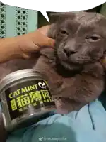 a person holding a cat next to a jar that says cat mint